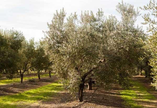 La Uni Ha Reclamat A Agricultura Que Complemente Les Ajudes Estatals