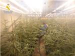 Desmantellada una plantaci de marihuana a Favara