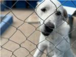 Generalitat subvencionar programes de voluntariat per assistncia i cura dels animals de companyia de persones majors i persones hospitalitzades