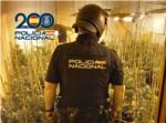 La Policia Nacional desmantella a Alzira i Algemes tres plantacions indoor de marihuana i det a dos persones