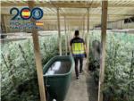 La Policia Nacional desmantella a Alzira una plantaci de ms de 1.000 plantes de marihuana i det a un home