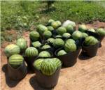 LA UNI denuncia els primers robatoris de collita de melons d'Alger sense iniciar-se encara la campanya de recollecci
